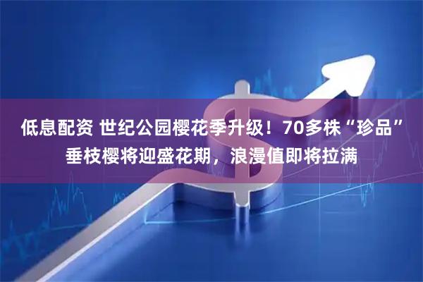 低息配资 世纪公园樱花季升级！70多株“珍品”垂枝樱将迎盛花期，浪漫值即将拉满