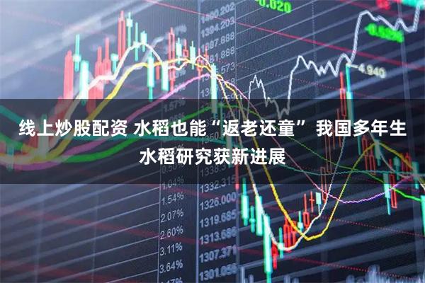 线上炒股配资 水稻也能“返老还童” 我国多年生水稻研究获新进展